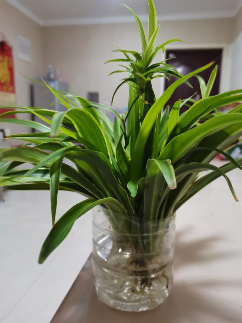 吊兰是水培好还是土培好，吊兰的水培方法和注意事项？-第4张图片-优品飞百科