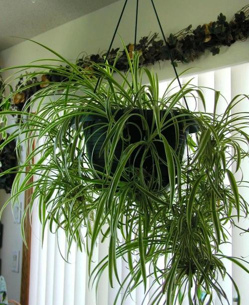 吊兰是水培好还是土培好，吊兰的水培方法和注意事项？-第5张图片-优品飞百科