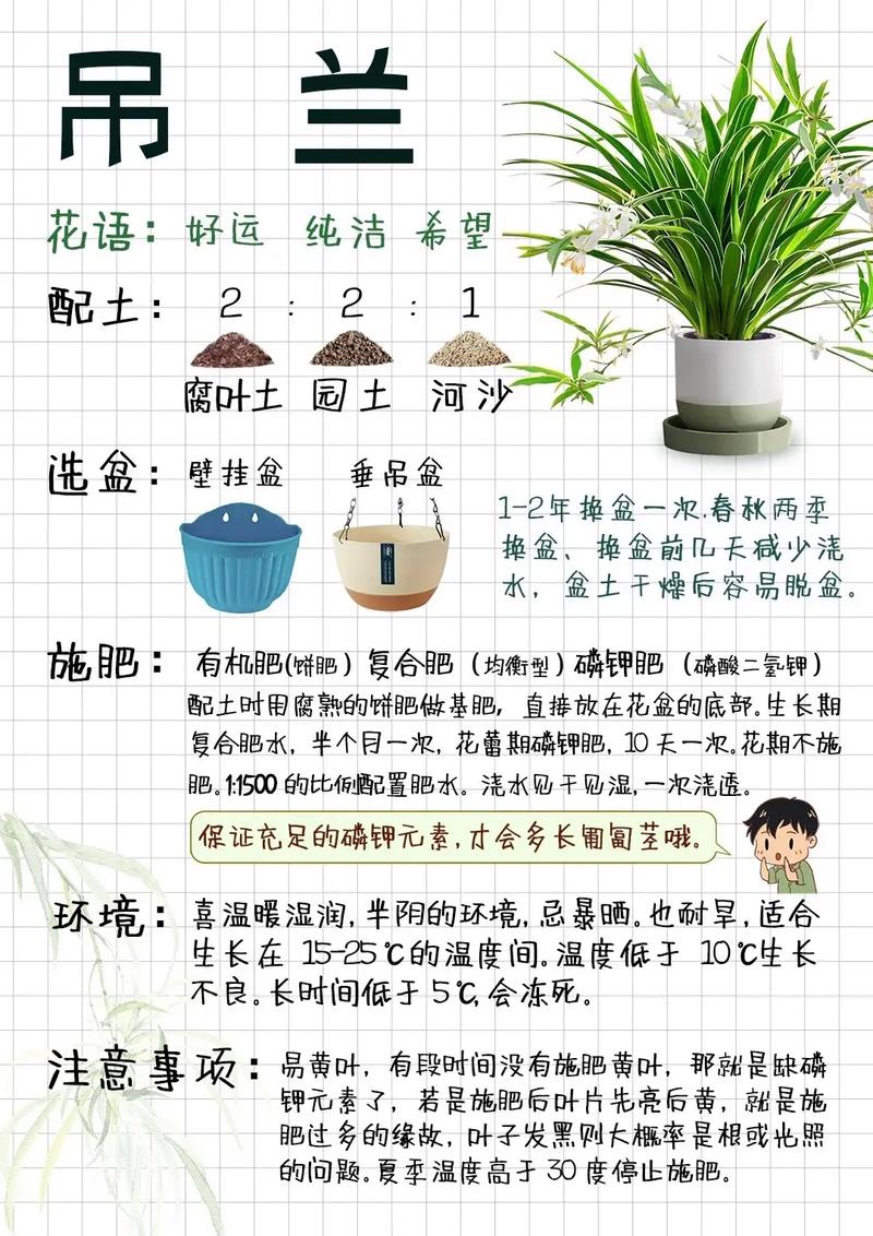 吊兰是水培好还是土培好，吊兰的水培方法和注意事项？-第6张图片-优品飞百科