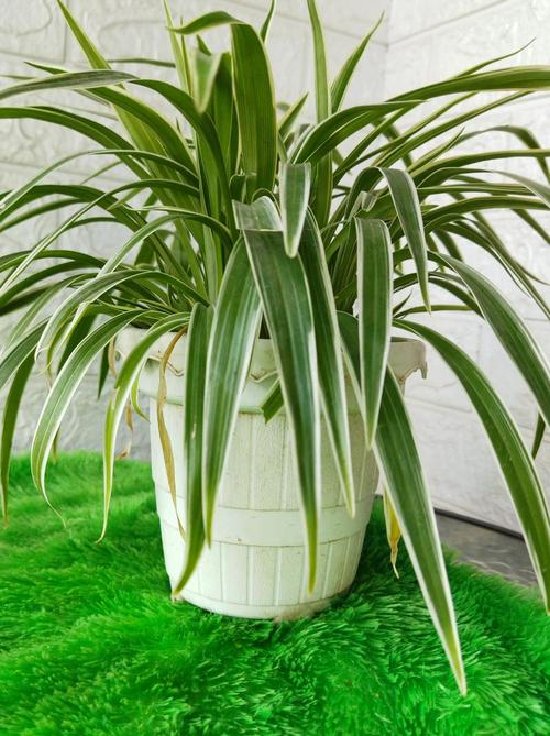 吊兰是水培好还是土培好，吊兰的水培方法和注意事项？-第7张图片-优品飞百科