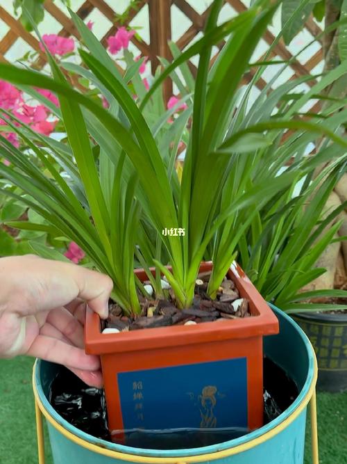 兰花秋季如何养护？兰花入秋后怎么养？-第1张图片-优品飞百科