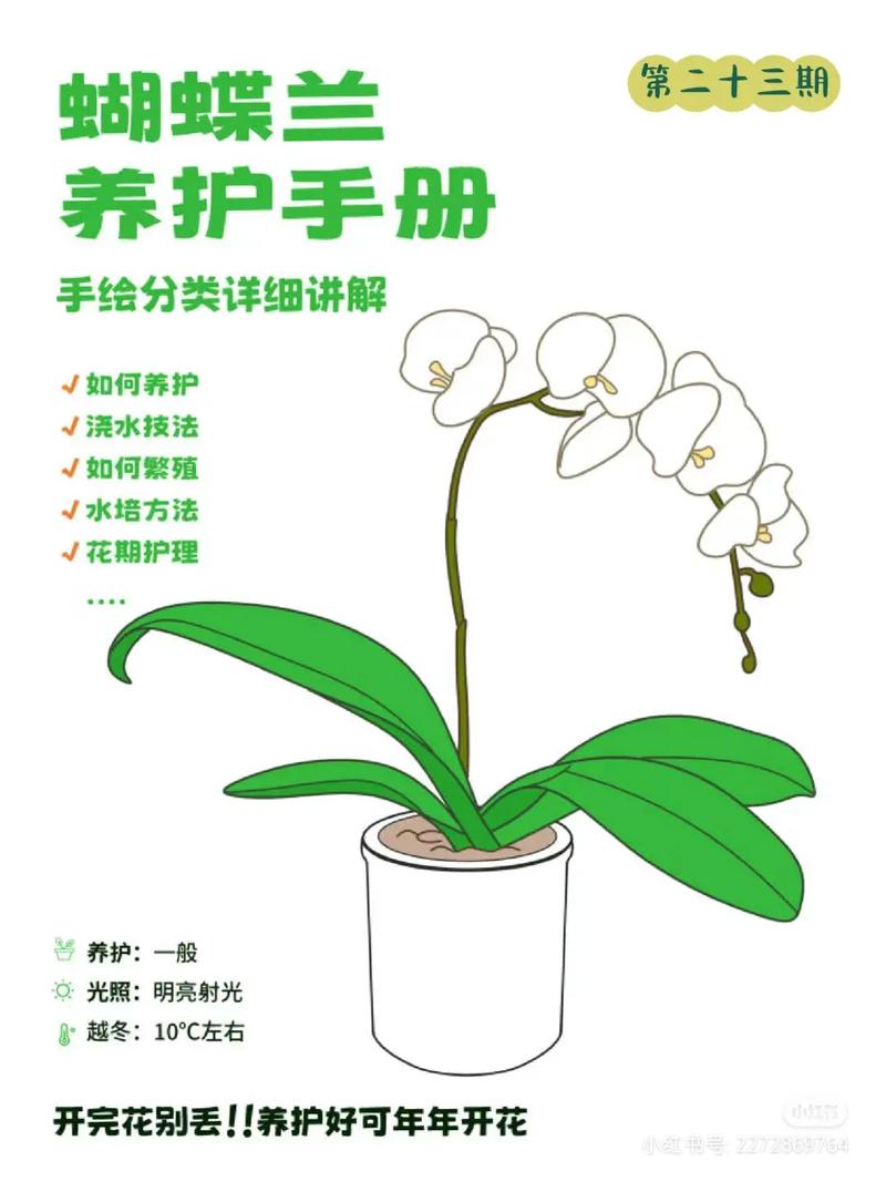 兰花秋季如何养护？兰花入秋后怎么养？-第2张图片-优品飞百科