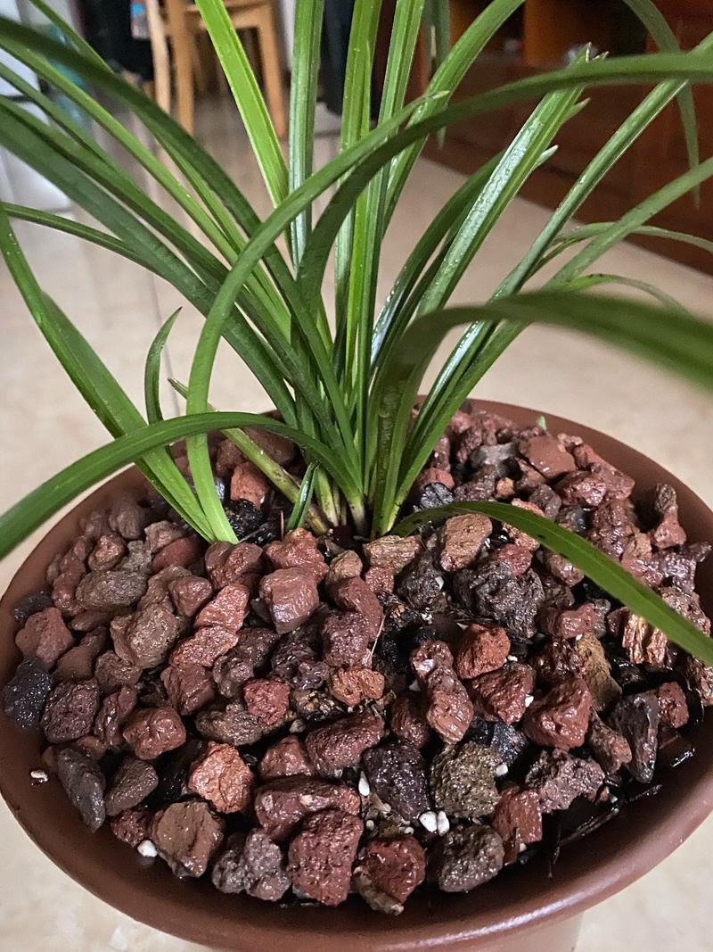 兰花秋季如何养护？兰花入秋后怎么养？-第3张图片-优品飞百科