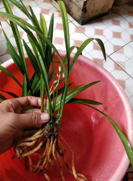 兰花秋季如何养护？兰花入秋后怎么养？-第4张图片-优品飞百科