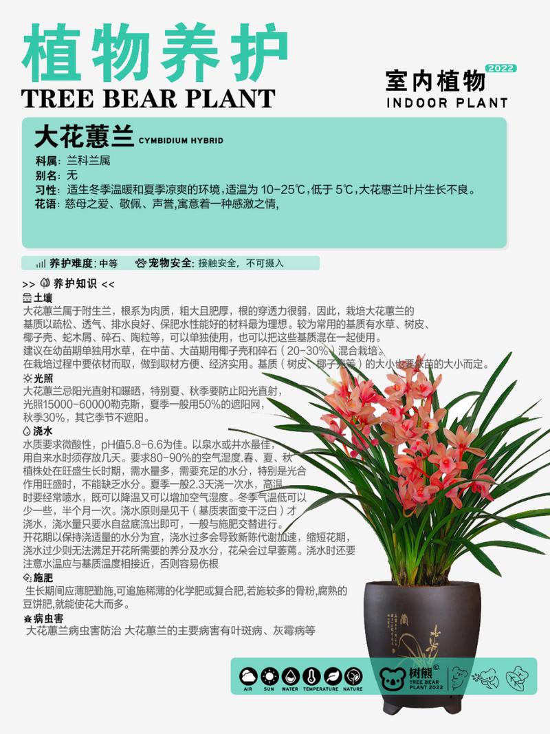 兰花秋季如何养护？兰花入秋后怎么养？-第5张图片-优品飞百科