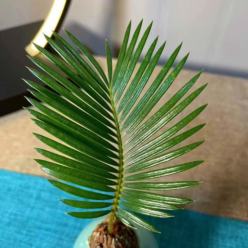 铁树怎么养及注意事项，铁树的养殖方法和注意事项,生长是否快-第2张图片-优品飞百科