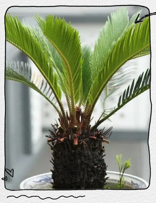 铁树怎么养及注意事项，铁树的养殖方法和注意事项,生长是否快-第3张图片-优品飞百科