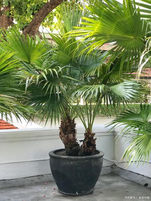 铁树怎么养及注意事项，铁树的养殖方法和注意事项,生长是否快-第5张图片-优品飞百科