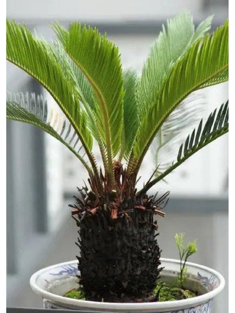 铁树怎么养及注意事项，铁树的养殖方法和注意事项,生长是否快-第4张图片-优品飞百科