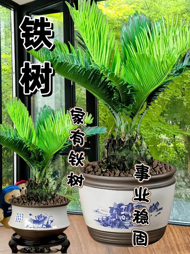 铁树怎么养及注意事项，铁树的养殖方法和注意事项,生长是否快-第6张图片-优品飞百科
