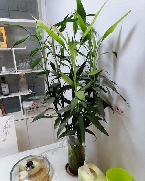 怎么保护富贵竹过冬？富贵竹怎么保暖过冬？