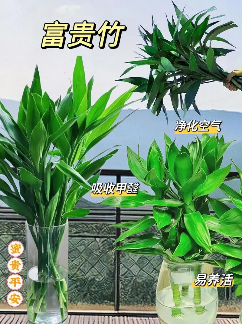 怎么保护富贵竹过冬？富贵竹怎么保暖过冬？-第2张图片-优品飞百科