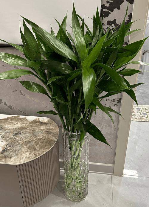 怎么保护富贵竹过冬？富贵竹怎么保暖过冬？-第4张图片-优品飞百科