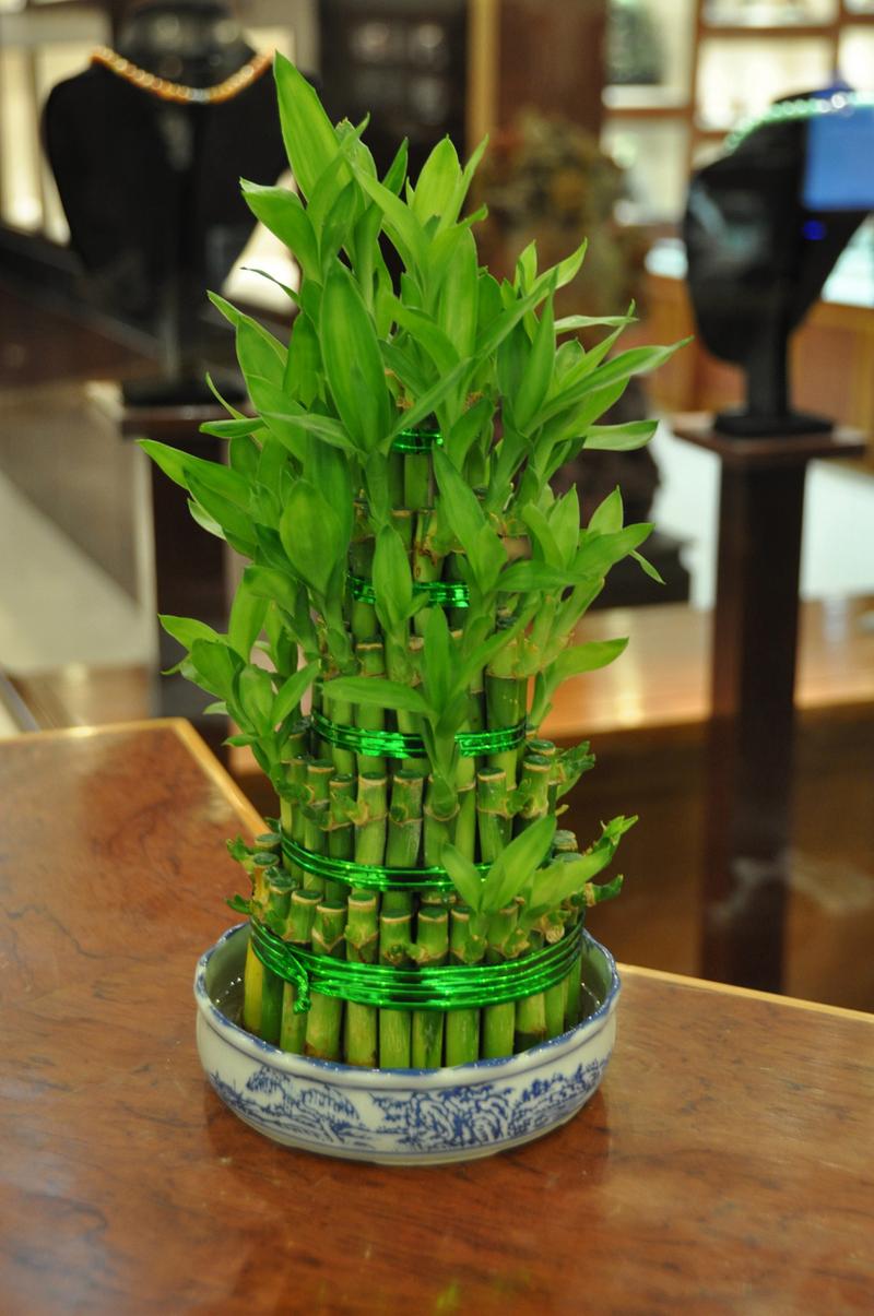 怎么保护富贵竹过冬？富贵竹怎么保暖过冬？-第6张图片-优品飞百科