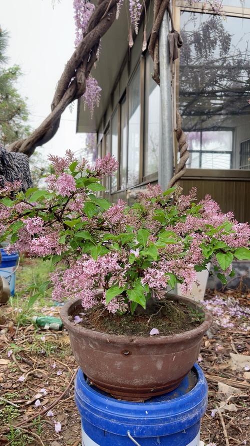 盆栽丁香花的养殖方法？丁香花盆景怎么养护？-第2张图片-优品飞百科