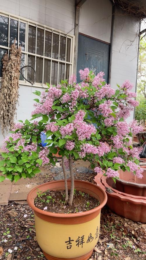 盆栽丁香花的养殖方法？丁香花盆景怎么养护？-第3张图片-优品飞百科