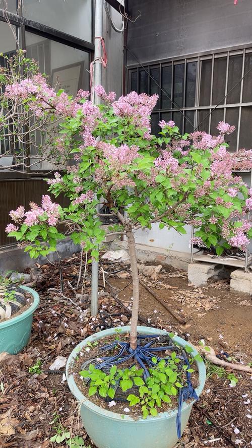 盆栽丁香花的养殖方法？丁香花盆景怎么养护？-第4张图片-优品飞百科