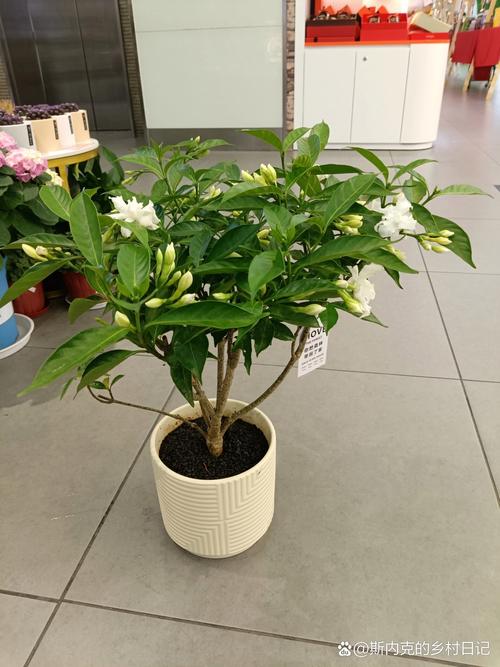 盆栽丁香花的养殖方法？丁香花盆景怎么养护？-第5张图片-优品飞百科