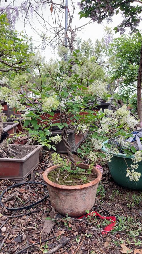 盆栽丁香花的养殖方法？丁香花盆景怎么养护？-第6张图片-优品飞百科