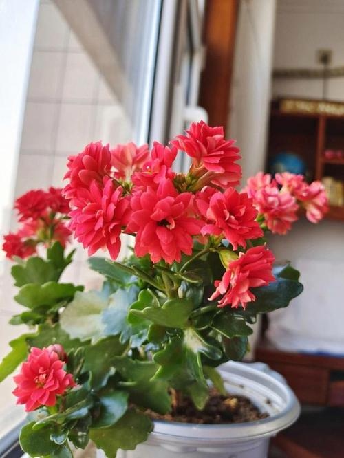 香雪兰倒伏怎么办？香雪兰倒了怎么办？-第2张图片-优品飞百科