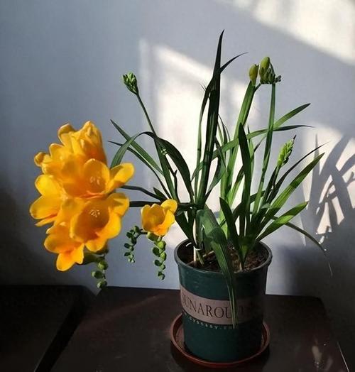 香雪兰倒伏怎么办？香雪兰倒了怎么办？-第3张图片-优品飞百科