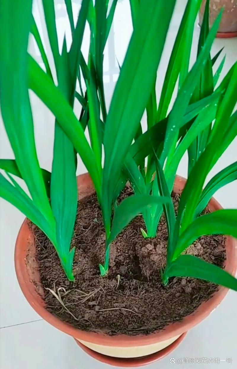 香雪兰倒伏怎么办？香雪兰倒了怎么办？-第4张图片-优品飞百科