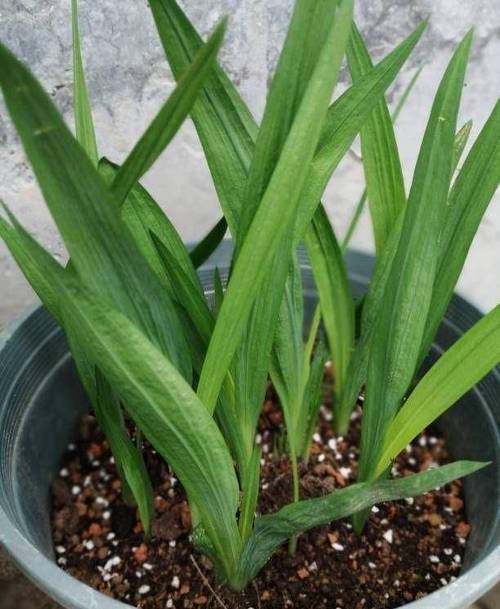 香雪兰倒伏怎么办？香雪兰倒了怎么办？-第5张图片-优品飞百科