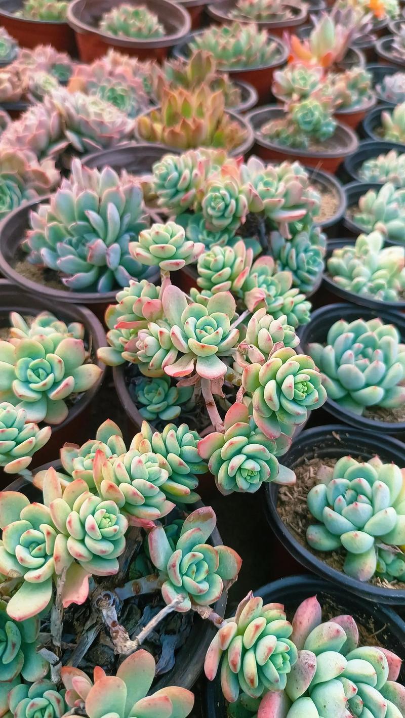 多肉可以用复合肥吗，多肉可以用复合肥施肥吗？-第1张图片-优品飞百科