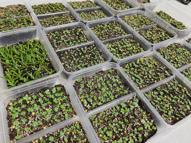 多肉可以用复合肥吗，多肉可以用复合肥施肥吗？-第5张图片-优品飞百科