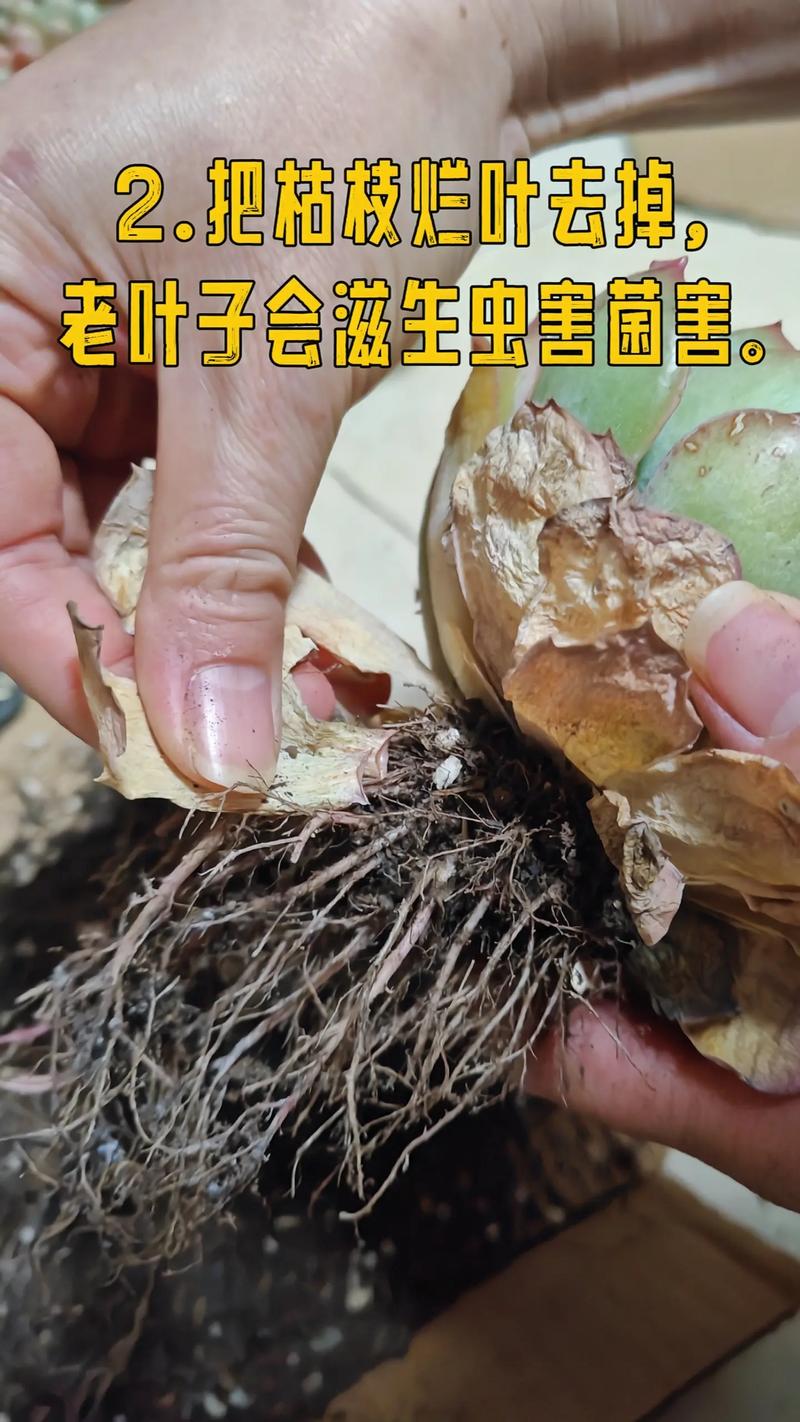 多肉可以用复合肥吗，多肉可以用复合肥施肥吗？-第7张图片-优品飞百科