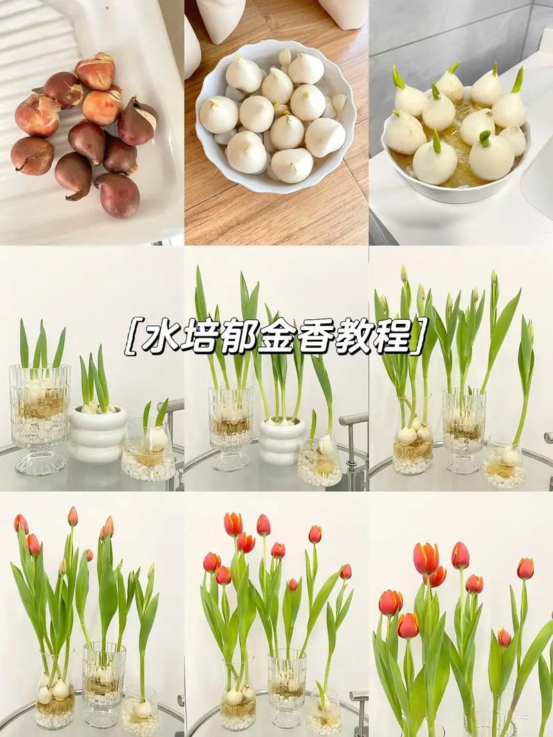 郁金香种球保存方法，郁金香种球不挖第二年能开吗-第1张图片-优品飞百科