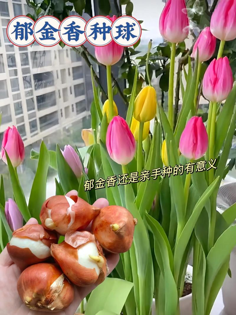 郁金香种球保存方法，郁金香种球不挖第二年能开吗-第2张图片-优品飞百科