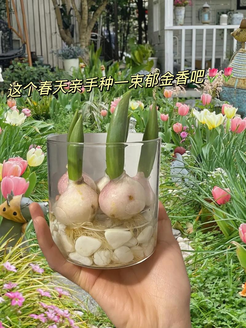 郁金香种球保存方法，郁金香种球不挖第二年能开吗-第3张图片-优品飞百科