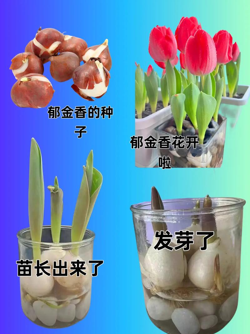 郁金香种球保存方法，郁金香种球不挖第二年能开吗-第5张图片-优品飞百科