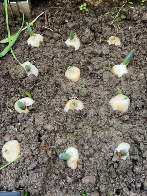 郁金香种球保存方法，郁金香种球不挖第二年能开吗-第6张图片-优品飞百科