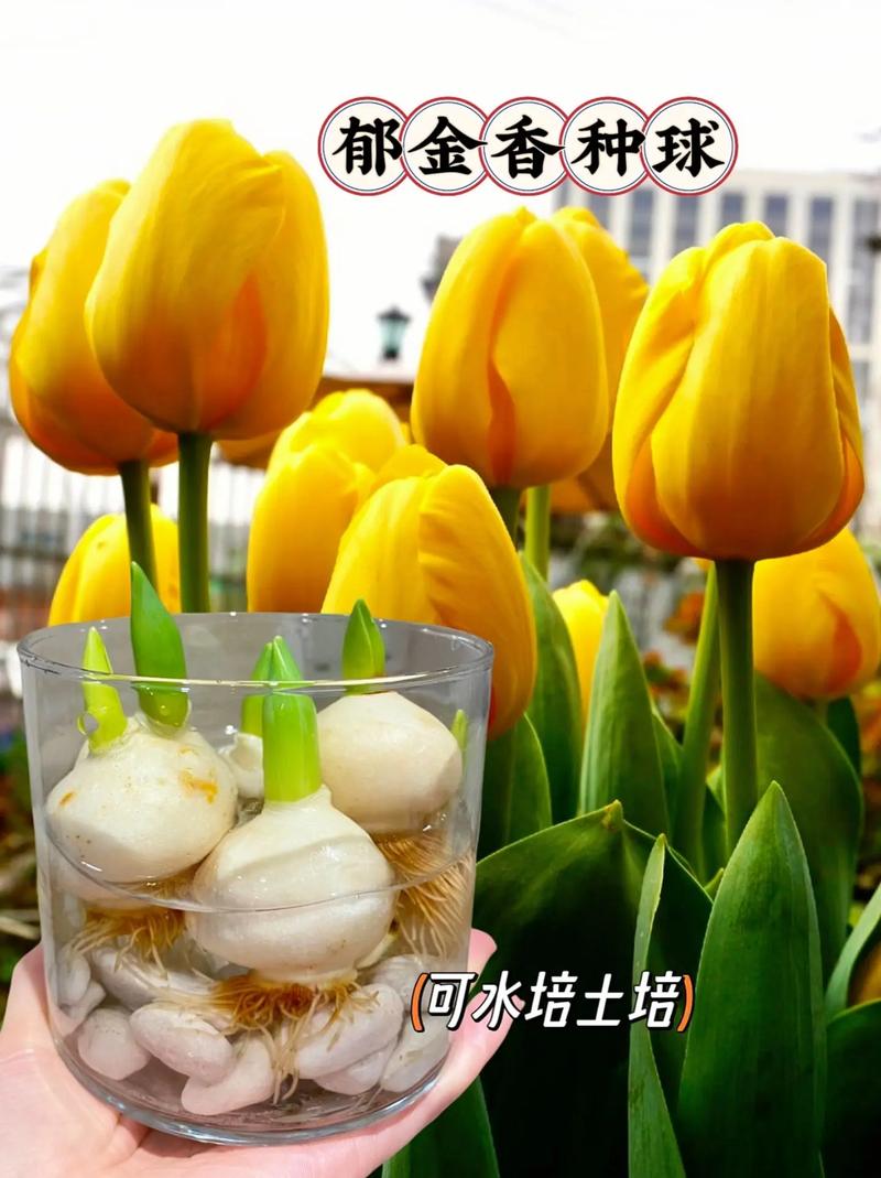 郁金香种球保存方法，郁金香种球不挖第二年能开吗-第7张图片-优品飞百科
