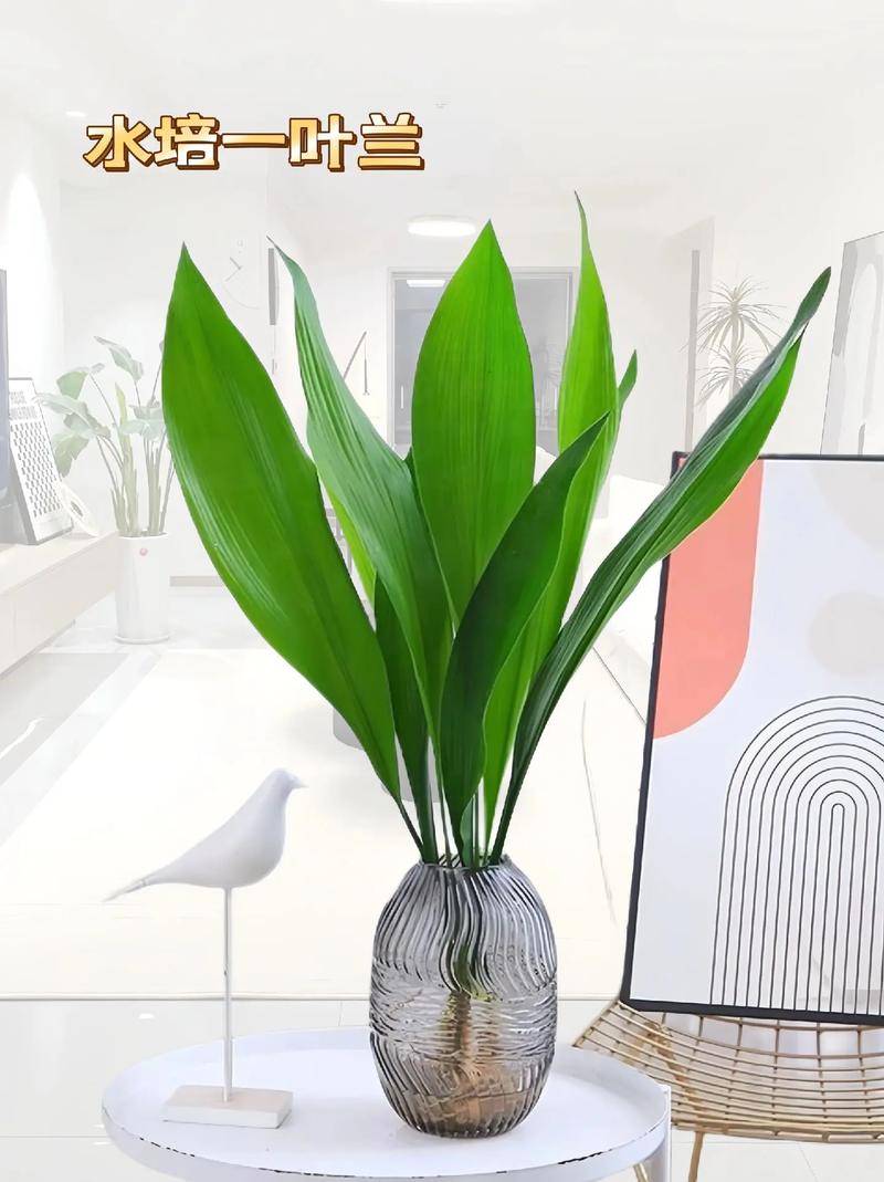 一叶兰的繁殖方法？一叶兰的繁殖方法图解？