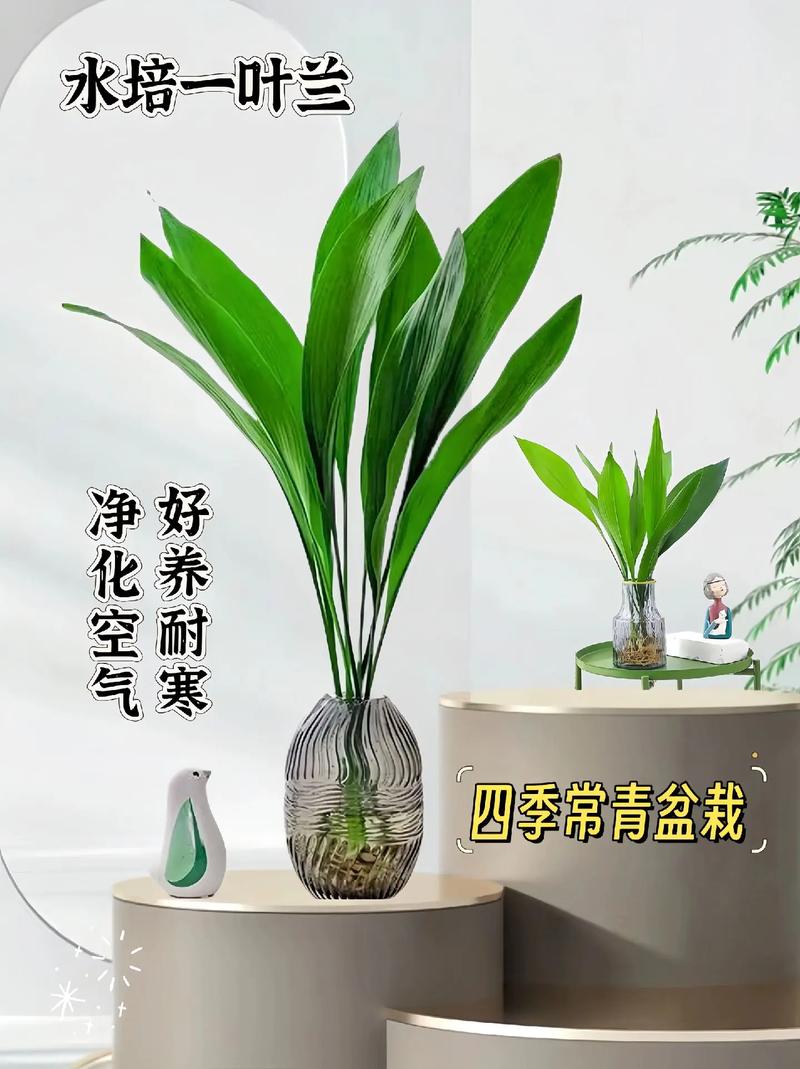 一叶兰的繁殖方法?一叶兰的繁殖方法图解?-第3张图片-优品飞百科 一叶兰的繁殖方法?一叶兰的繁殖方法图解?-第3张图片-优品飞百科