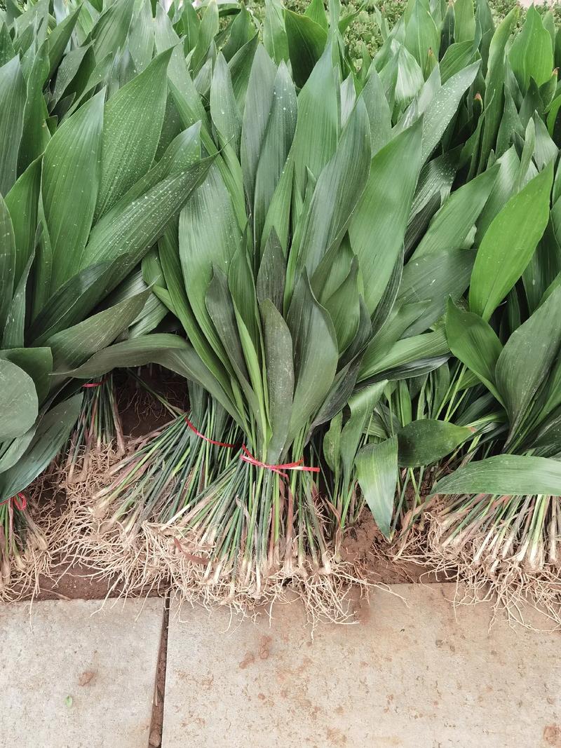 一叶兰的繁殖方法?一叶兰的繁殖方法图解?-第2张图片-优品飞百科 一叶兰的繁殖方法?一叶兰的繁殖方法图解?-第2张图片-优品飞百科