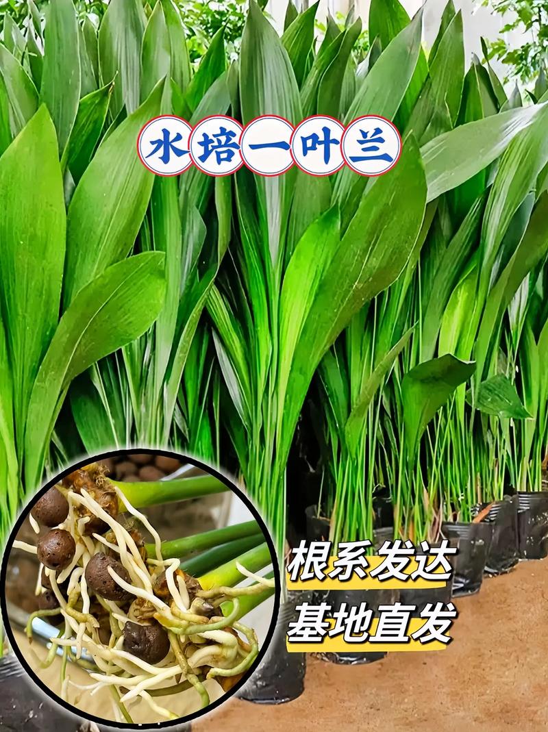 一叶兰的繁殖方法?一叶兰的繁殖方法图解?-第4张图片-优品飞百科 一叶兰的繁殖方法?一叶兰的繁殖方法图解?-第4张图片-优品飞百科