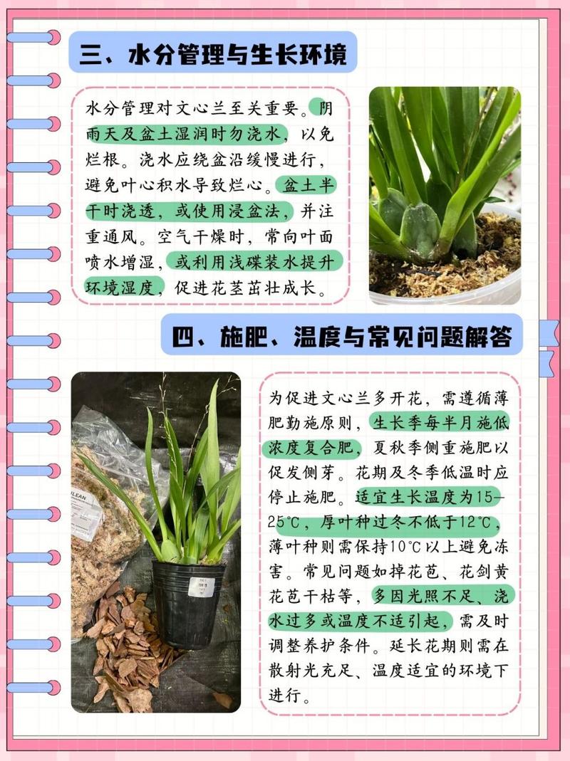 一叶兰的繁殖方法?一叶兰的繁殖方法图解?-第5张图片-优品飞百科 一叶兰的繁殖方法?一叶兰的繁殖方法图解?-第5张图片-优品飞百科