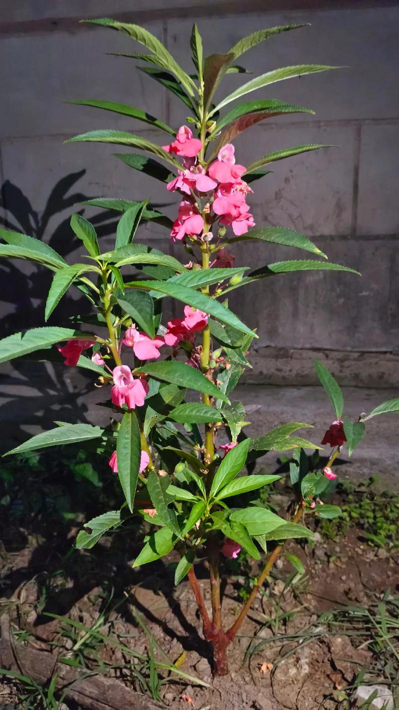 黄百合怎么养，黄百合怎么水养？