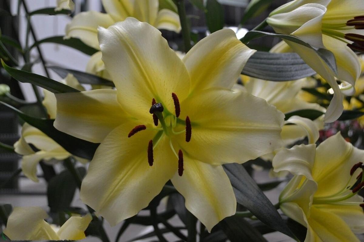 黄百合怎么养,黄百合怎么水养?-第2张图片-优品飞百科 黄百合怎么养,黄百合怎么水养?-第2张图片-优品飞百科