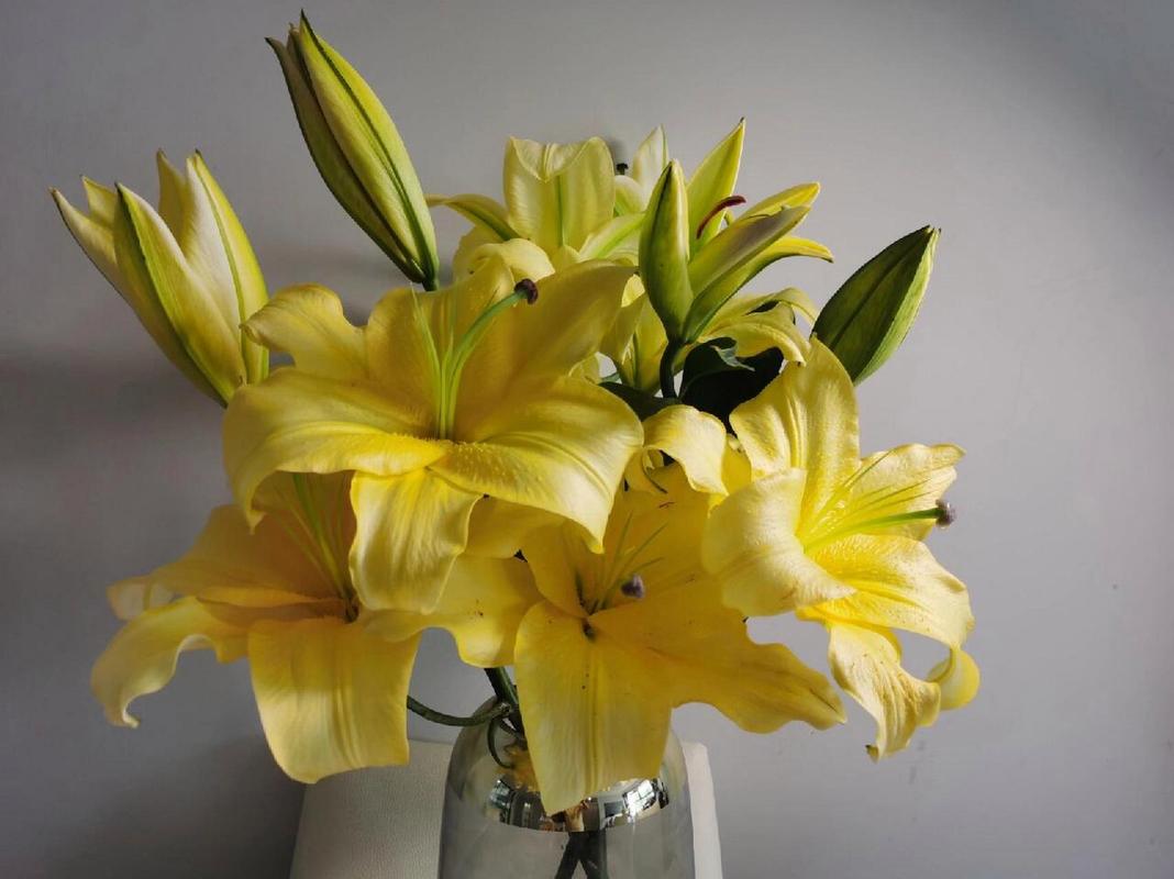 黄百合怎么养,黄百合怎么水养?-第3张图片-优品飞百科 黄百合怎么养,黄百合怎么水养?-第3张图片-优品飞百科