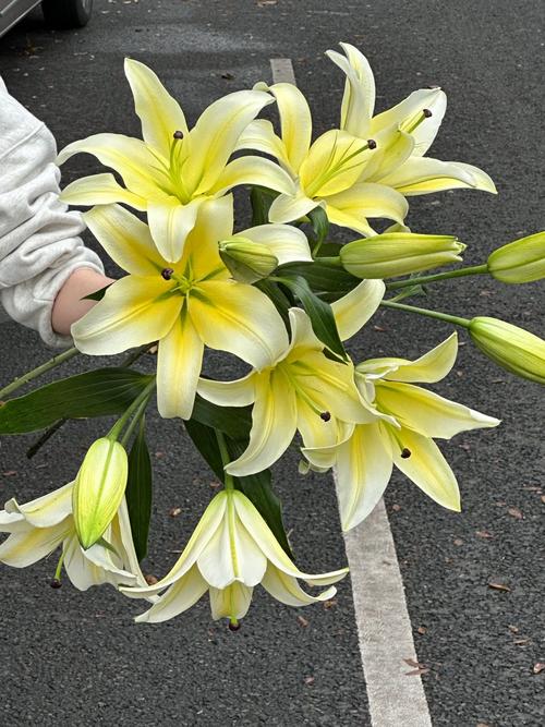 黄百合怎么养,黄百合怎么水养?-第4张图片-优品飞百科 黄百合怎么养,黄百合怎么水养?-第4张图片-优品飞百科