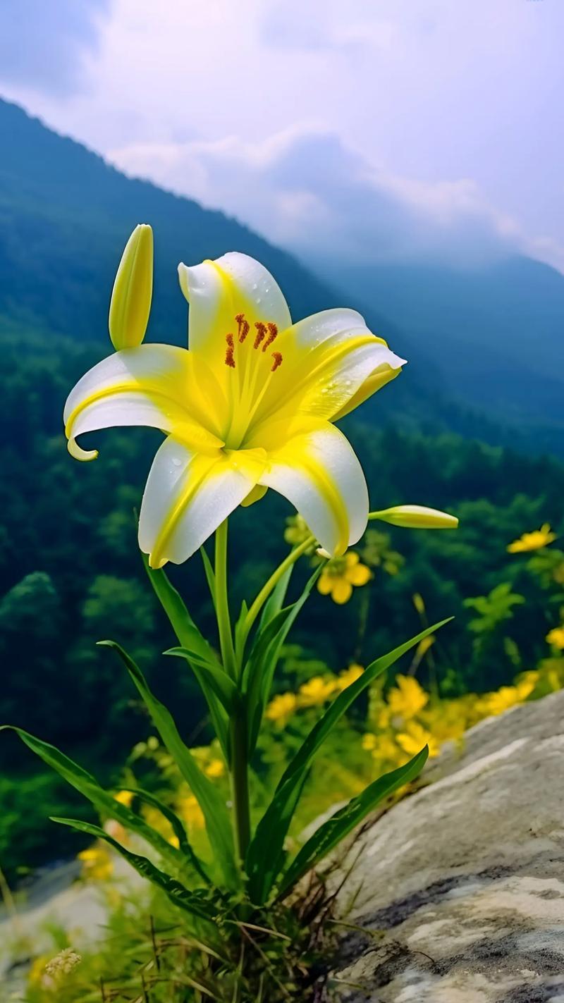 黄百合怎么养,黄百合怎么水养?-第5张图片-优品飞百科 黄百合怎么养,黄百合怎么水养?-第5张图片-优品飞百科