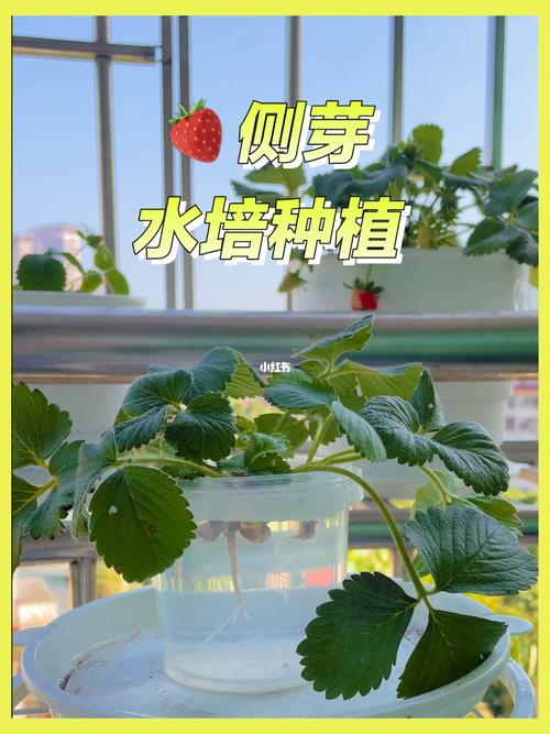 水培草莓的种植方法？水培草莓怎样育苗？-第1张图片-优品飞百科