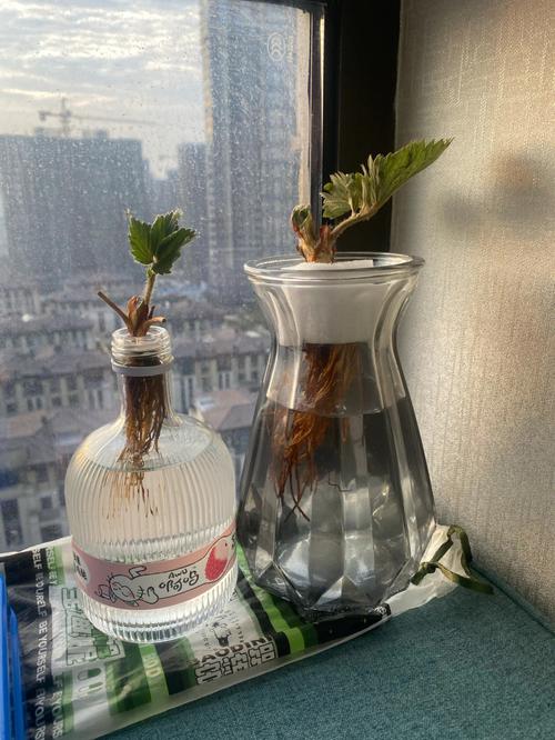 水培草莓的种植方法？水培草莓怎样育苗？-第2张图片-优品飞百科