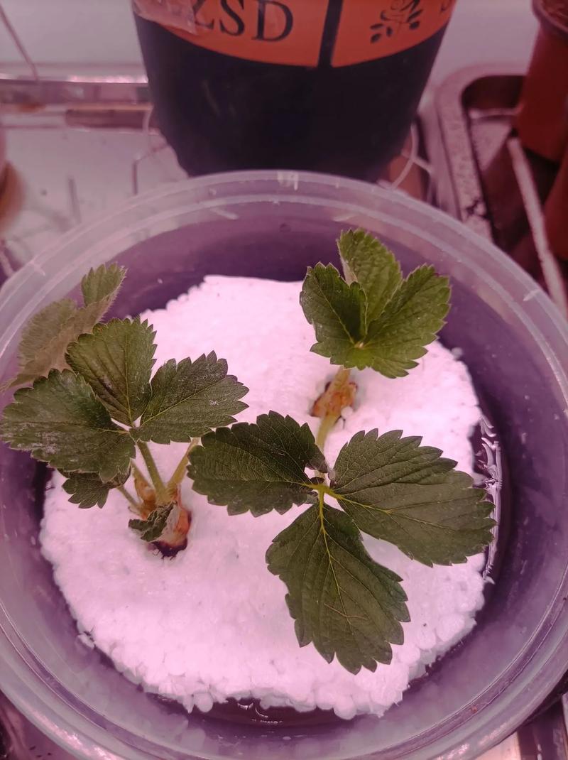 水培草莓的种植方法？水培草莓怎样育苗？-第3张图片-优品飞百科