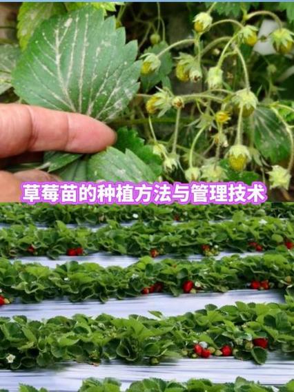 水培草莓的种植方法？水培草莓怎样育苗？-第4张图片-优品飞百科